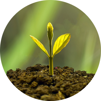 Plant Growing in soil
